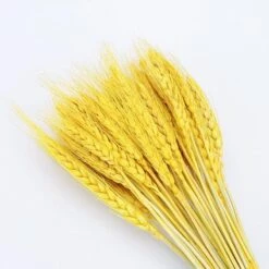 50PCs Natural Dried Wheat Ear Flower Real Flowers Bouquet Ornaments Wedding Decoration For Home Decor DIY Party Christmas Plants -Safavieh Furniture 51ee5QerFoL. AC