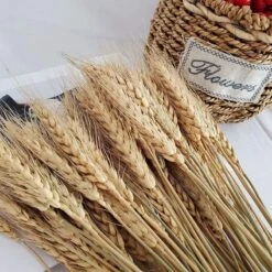 50PCs Natural Dried Wheat Ear Flower Real Flowers Bouquet Ornaments Wedding Decoration For Home Decor DIY Party Christmas Plants -Safavieh Furniture 71IXCXXhYAL